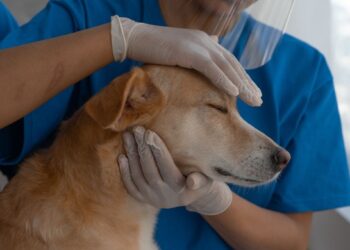 Aprueban en primer debate proyecto de licencia remunerada por muerte de mascotas