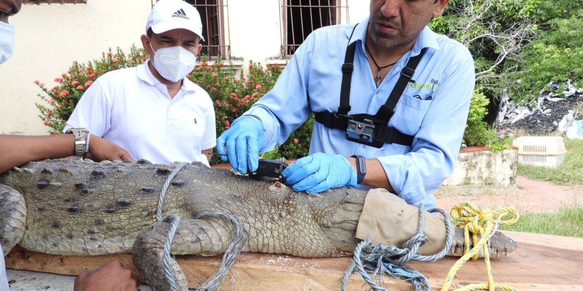 Monitorean estado del caimán aguja en La Guajira