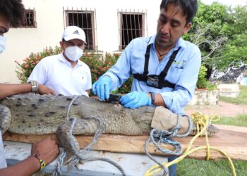 Monitorean estado del caimán aguja en La Guajira