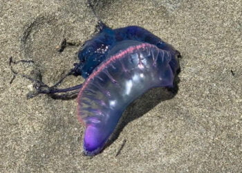 Advierten presencia de fragata portuguesa en playas de La Guajira