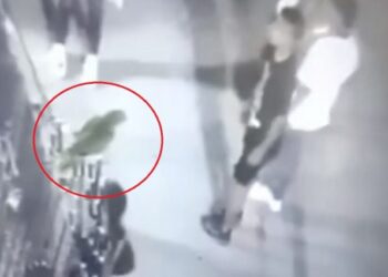 Corpoguajira abre indagación para sancionar responsables de maltrato animal en Riohacha