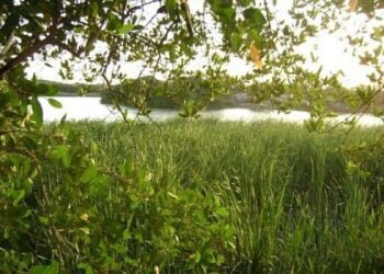 Corpoguajira trabaja para proteger los humedales del departamento