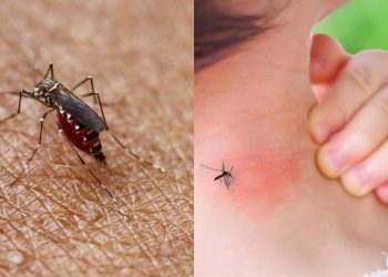 Alertan aumento en casos de dengue en La Guajira y otros departamentos