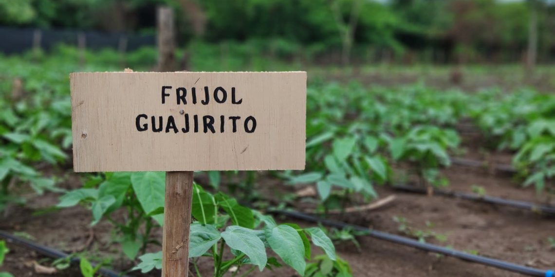 Prorrogan plazo para declarar áreas protegidas para la producción de alimentos en La Guajira