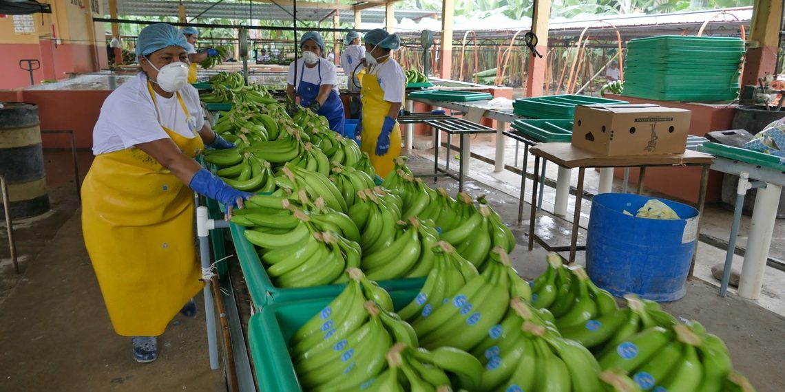 En riesgo productividad de 2.500 hectáreas de cultivos de banano en La Guajira por amenaza de grupos armados