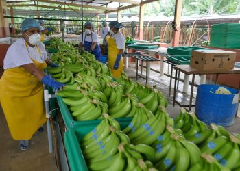 En riesgo productividad de 2.500 hectáreas de cultivos de banano en La Guajira por amenaza de grupos armados