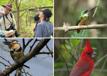 El corredor Wüinn Mana en La Guajira se consolida como un santuario de aves