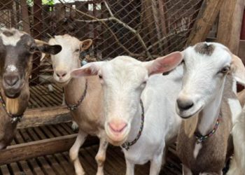 No hay afectación en humanos por el brote de antrax en La Guajira