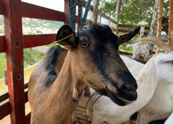 ICA declara Emergencia Sanitaria en La Guajira por brote de Ántrax