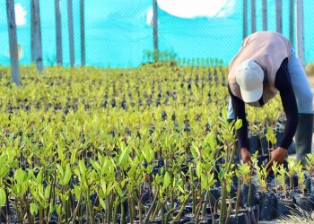 Corpoguajira realizará el Taller Nacional de Manglares