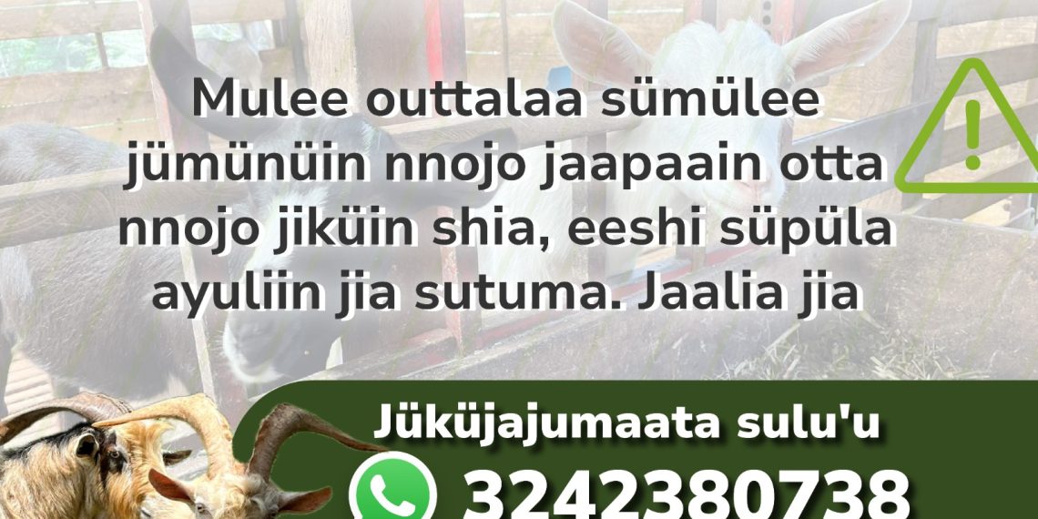 En wayuunaiki el ICA entrega recomendaciones por brote de antrax