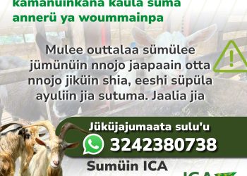 En wayuunaiki el ICA entrega recomendaciones por brote de antrax