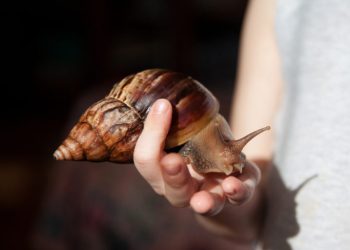 Corpoguajira entrega recomendaciones por presencia del caracol africano