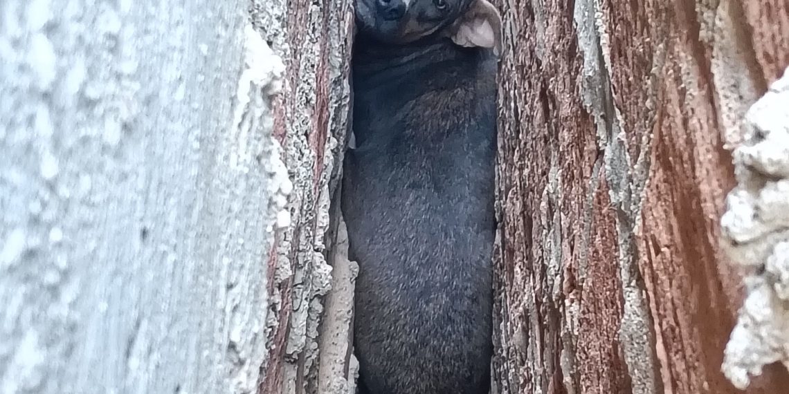 Policía rescata un perro que estaba atrapado en la pared de una vivienda en Riohacha
