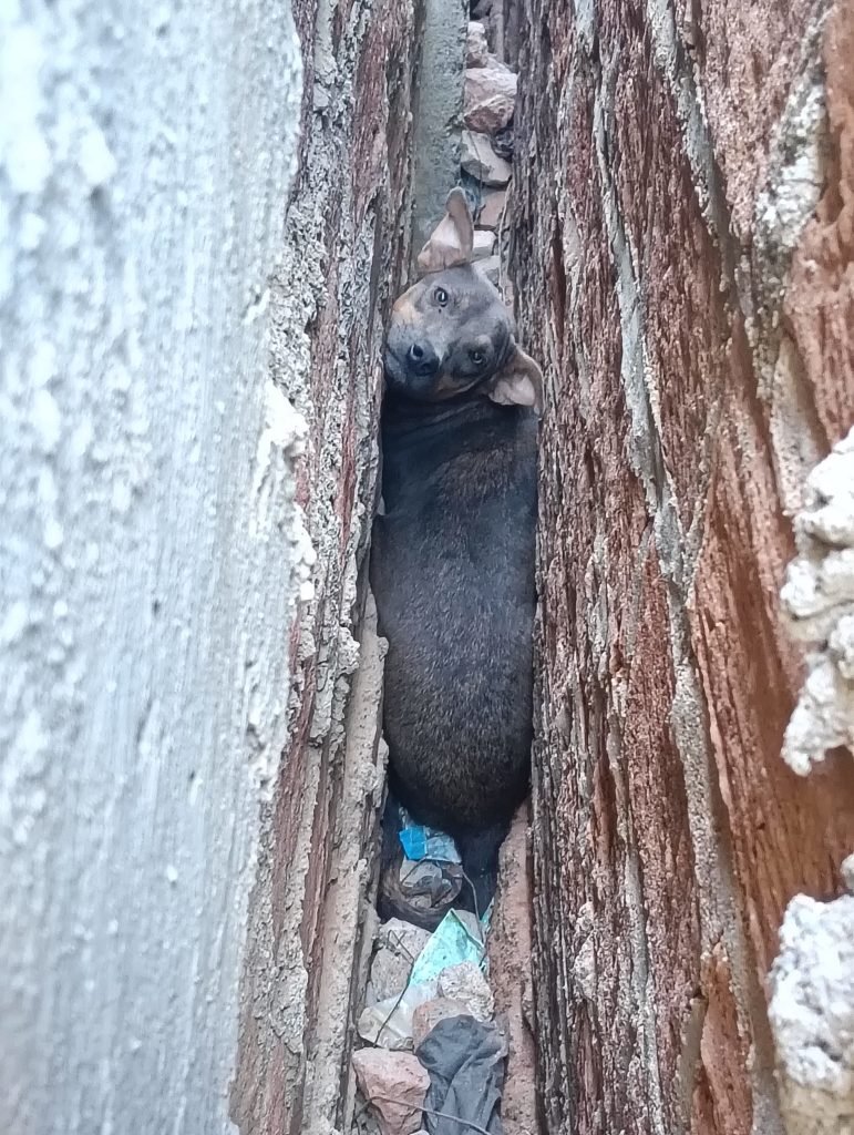 Policía rescata un perro que estaba atrapado en la pared de una vivienda en Riohacha