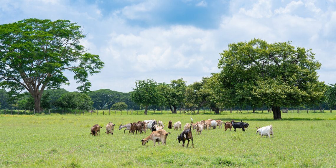 Productores de Cesar y La Guajira Implementan Ganadería Sostenible en Alianza con FEDEGÁN y el BID