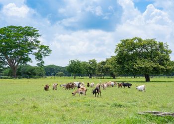 Productores de Cesar y La Guajira Implementan Ganadería Sostenible en Alianza con FEDEGÁN y el BID