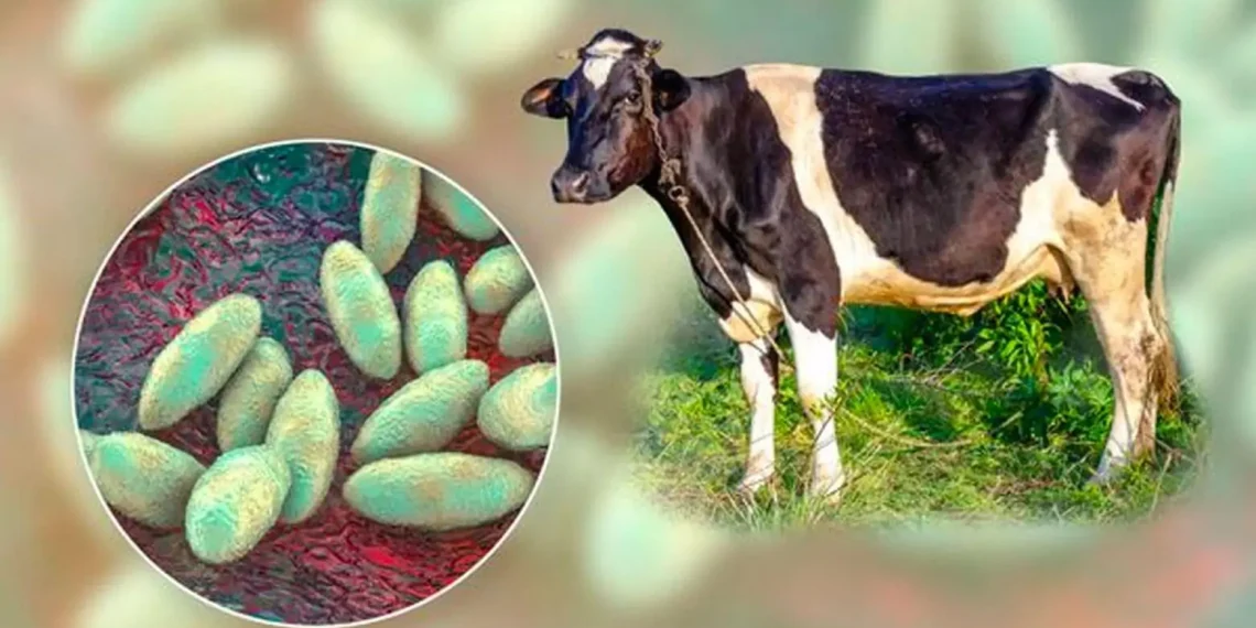 Simulacro en La Guajira: así se entrena el ICA para proteger la salud de los animales