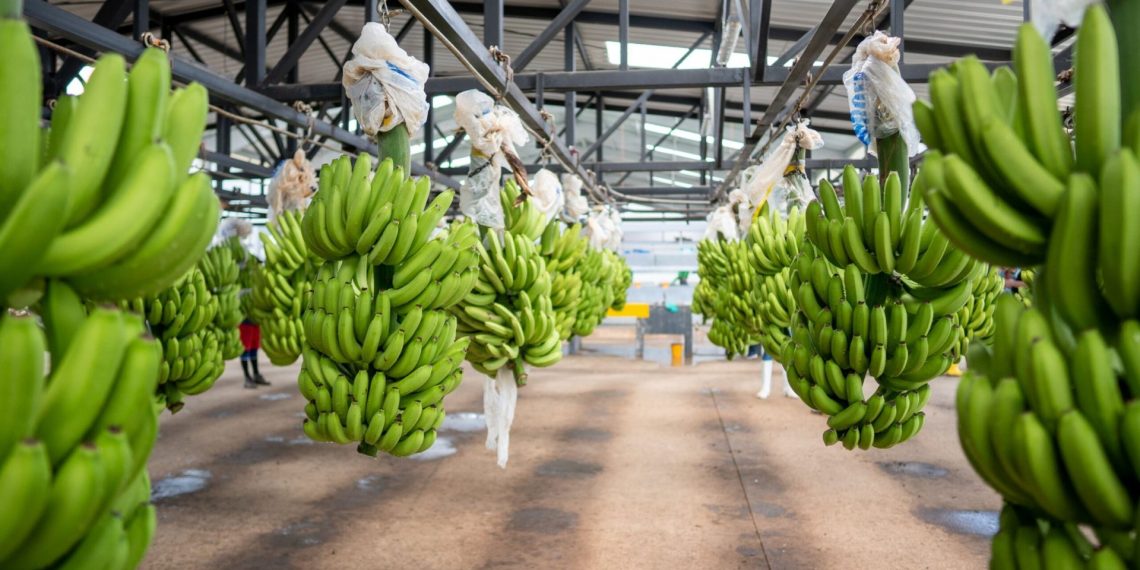 Exportaciones de banano crecen un 22% y fortalecen a La Guajira y el Magdalena