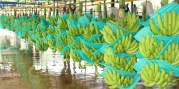 Activa plan de contingencia en bananeras por frente frío en el Magdalena y La Guajira