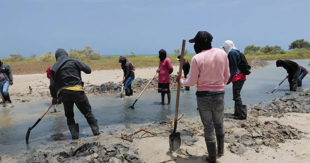 Corpoguajira y WWF impulsan restauración de manglares en La Guajira