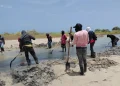 Corpoguajira y WWF impulsan restauración de manglares en La Guajira