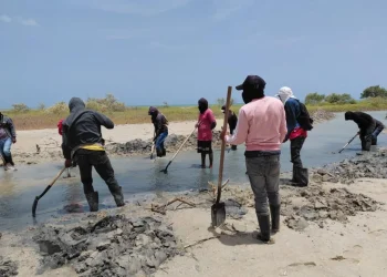 Corpoguajira y WWF impulsan restauración de manglares en La Guajira