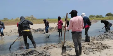 Corpoguajira y WWF impulsan restauración de manglares en La Guajira